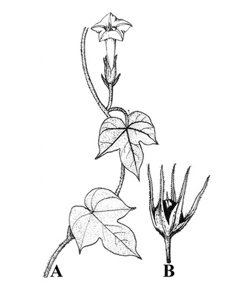 Natural compounds from  Ipomoea nil